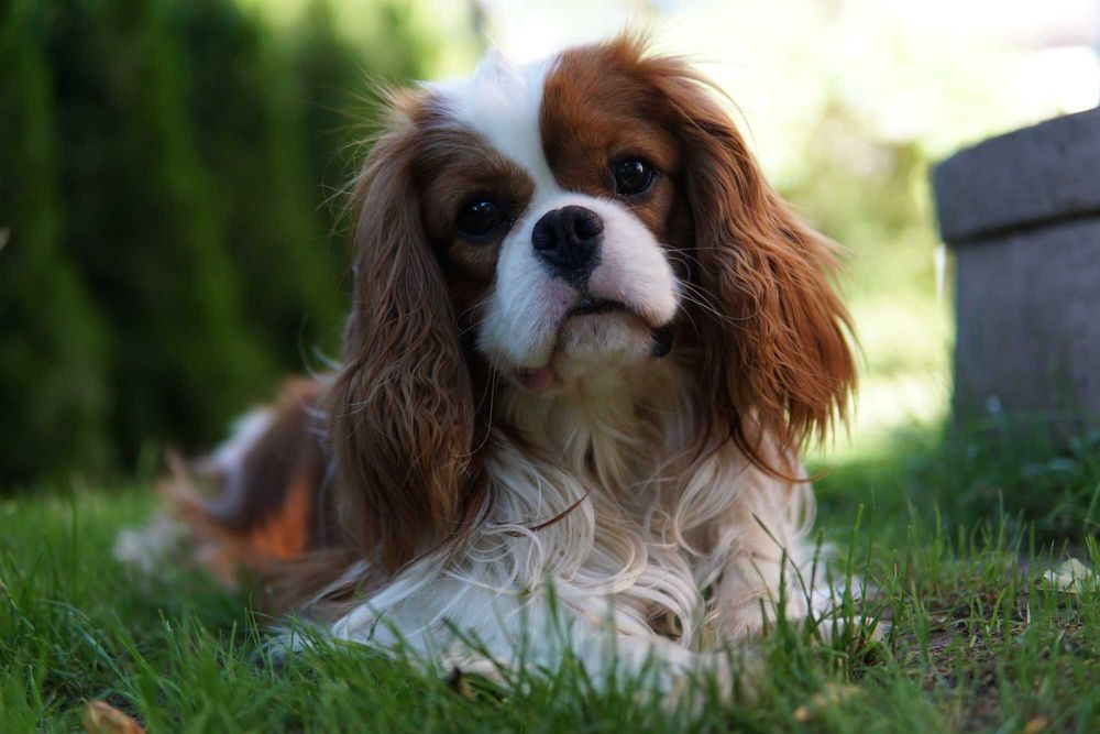 Szczeniaczek Cavalier King Charles Spaniel