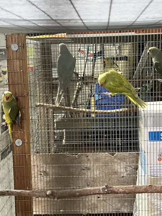 RING NECKS 2025 / RM Birds