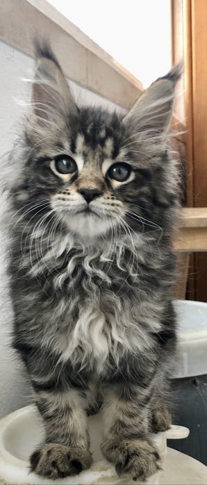 Gatinho Maine Coon