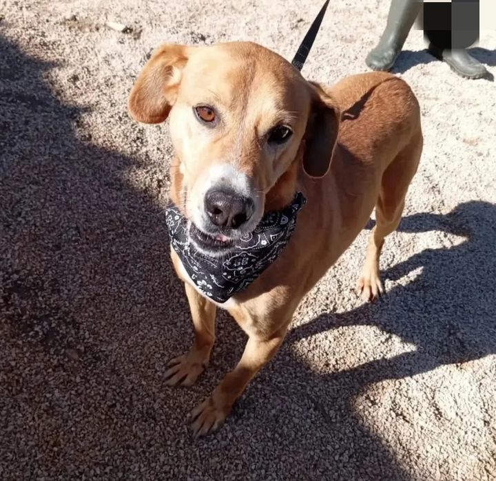 Irmãos lindos para adoção responsável