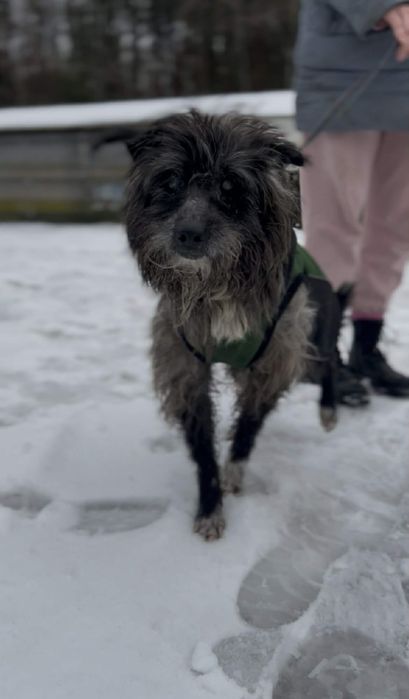 Mały pies szuka domu