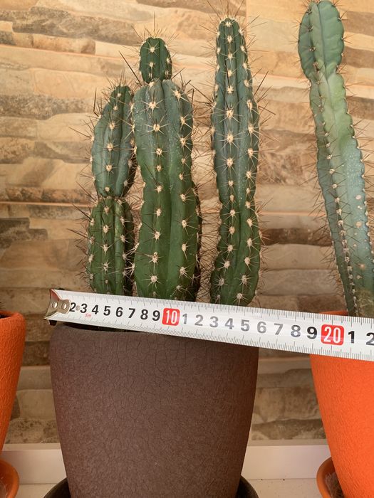 Сім’я кактусів, яким більше 10 років.