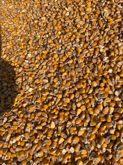 Продам суху кукурудзу