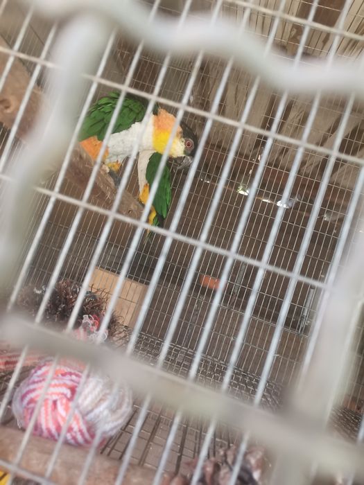 Casal de Marianinhas Cabeça Preta