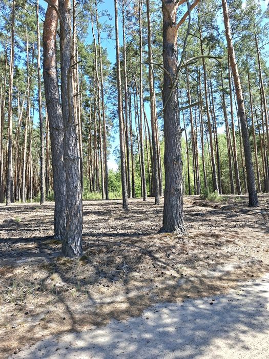 Продаж ! Будинок  185 м2  6 кімнат Ліс . Бородянка , Макарів
