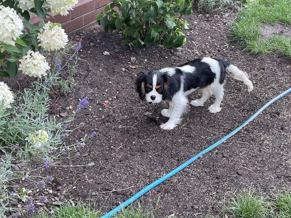 Cavalier King Charles Spaniel ZKwP - piesek