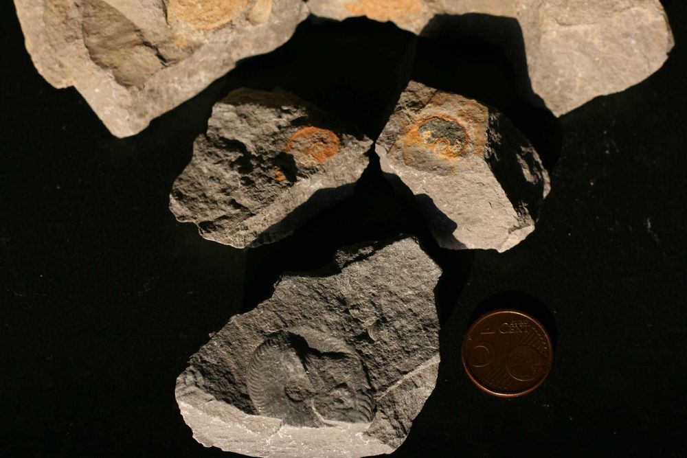 Diversos fósseis do Cabo Mondego (inclui envio)