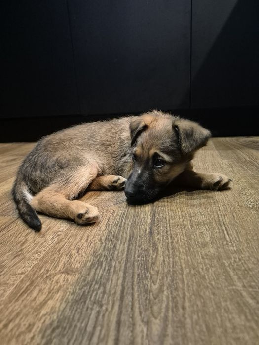 Szczeniaki do adopcji