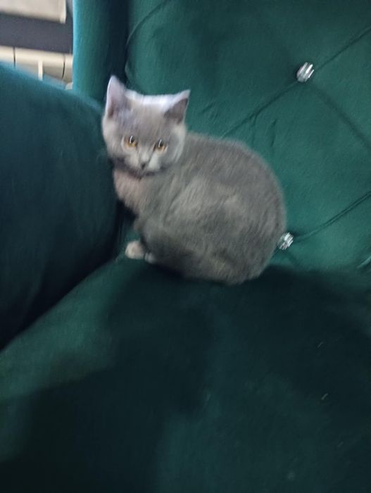 Sprzedam kota Brytyjskiego