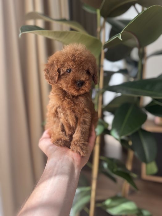 Pudel Toy Samiec Art Puppies
