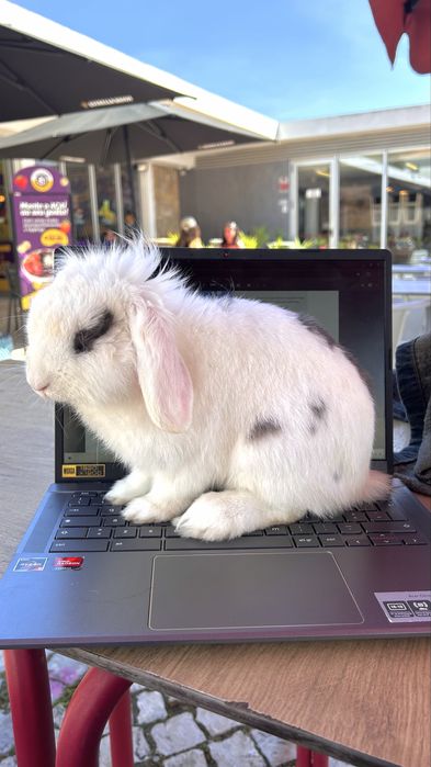 Coelhos Lop adoção