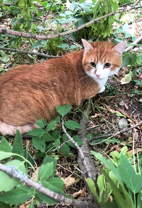 Отдам рыже-белого кота