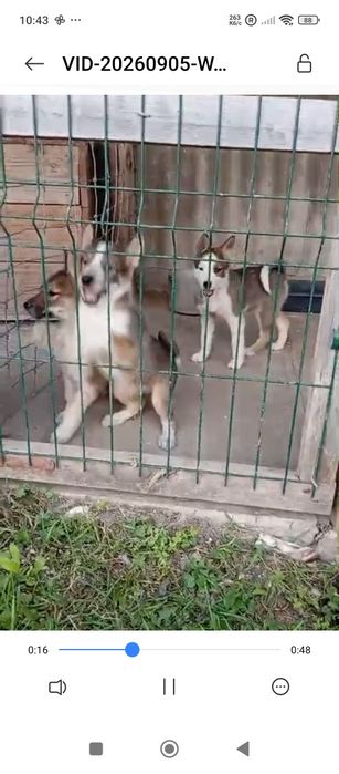Щиннята Західно Сибірської Лайки