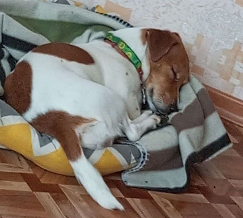 Отдам собаку в хорошие руки