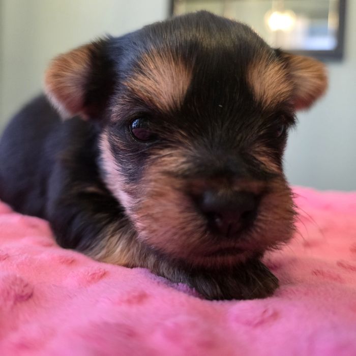 Yorkshire terrier suczka