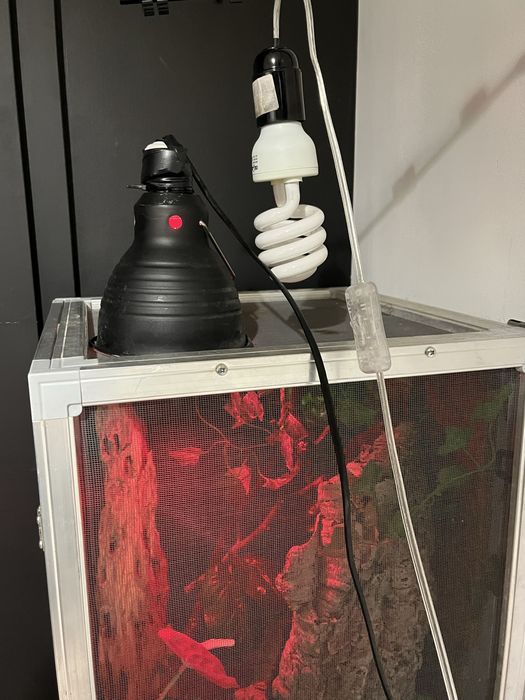 Terrarium dla gadów, kameleona