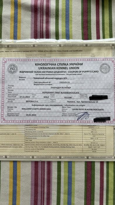 Лабрадор ретривер