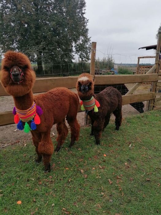 Sprzedam 3  alpaki - samce