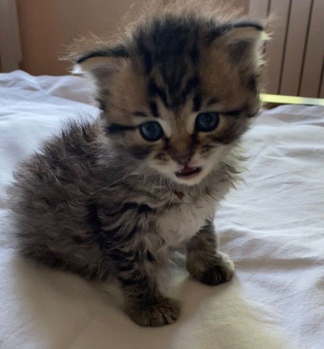 Кошнятко котенок мальчик котята