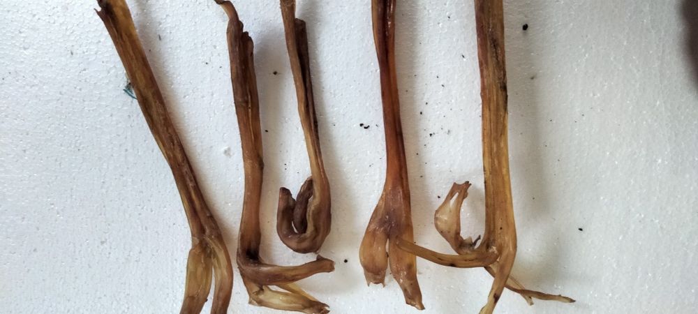 Смаколики для собак