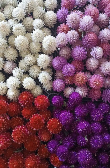 Сухоцветы для создания букетов/флористический материал