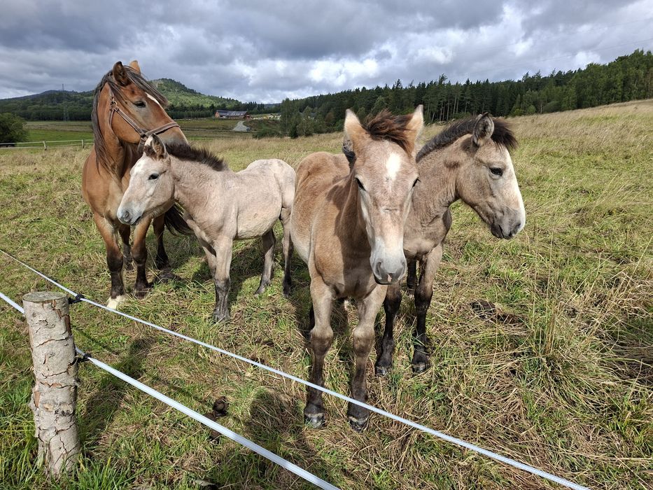 Sprzedam źrebaki zimnokrwiste