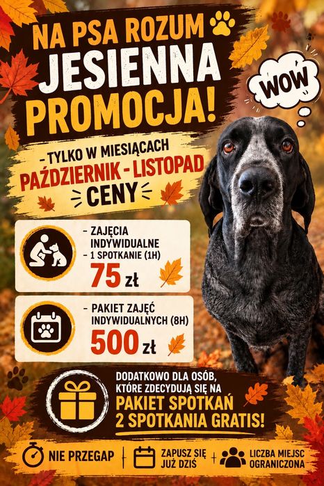 Behawiorysta  - szkolenie psów, spacery socjalizacyjne, porady