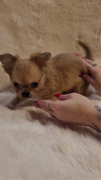 Chihuahua piesek merle długowłosy!!!