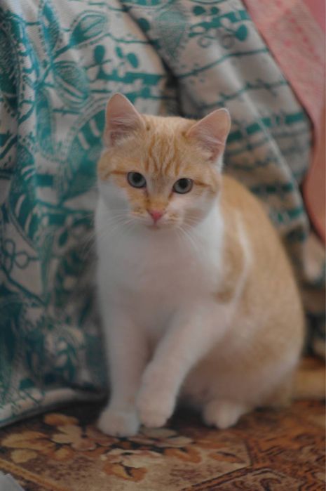 Котенок девочка персикрвая белая голубые глаза