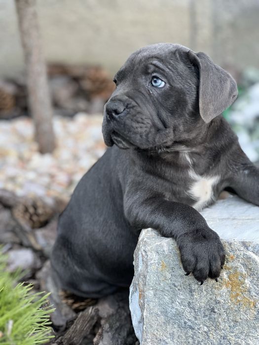 Cane corso Italiano-сірого окрасу