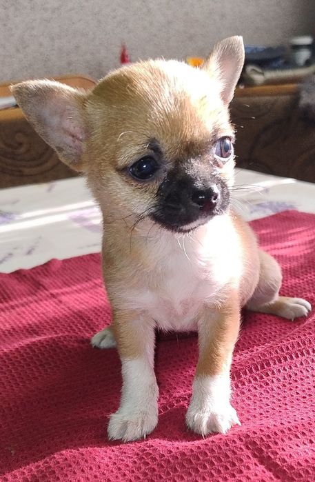 Ratlerek Suczka Piaskowa