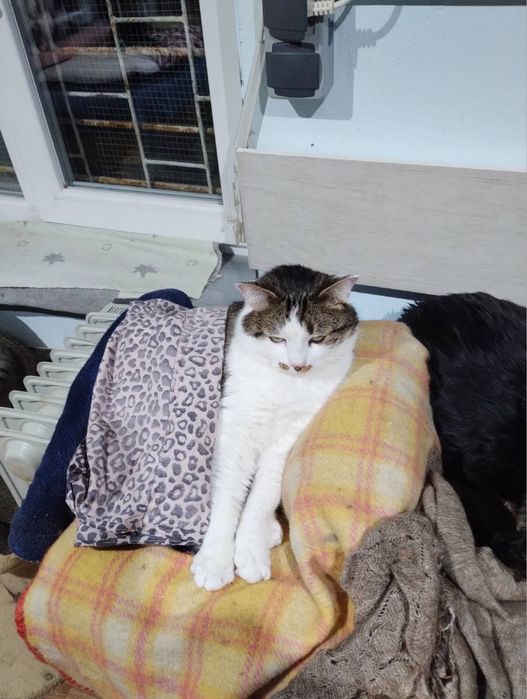 Котик безкоштовно