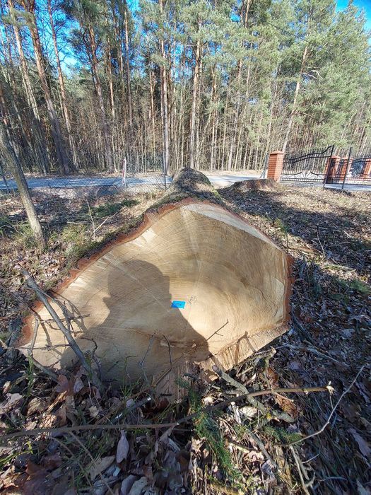 Dąb tartaczny dłużyca sprzedam