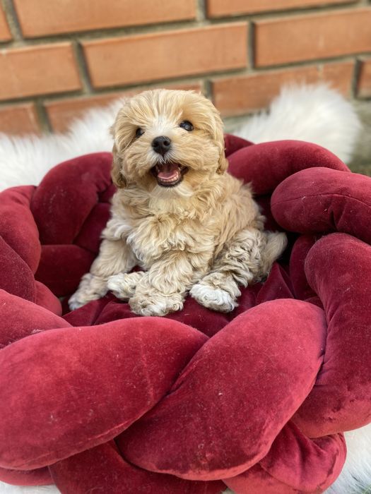 Шикарні малюки міні мальтіпу