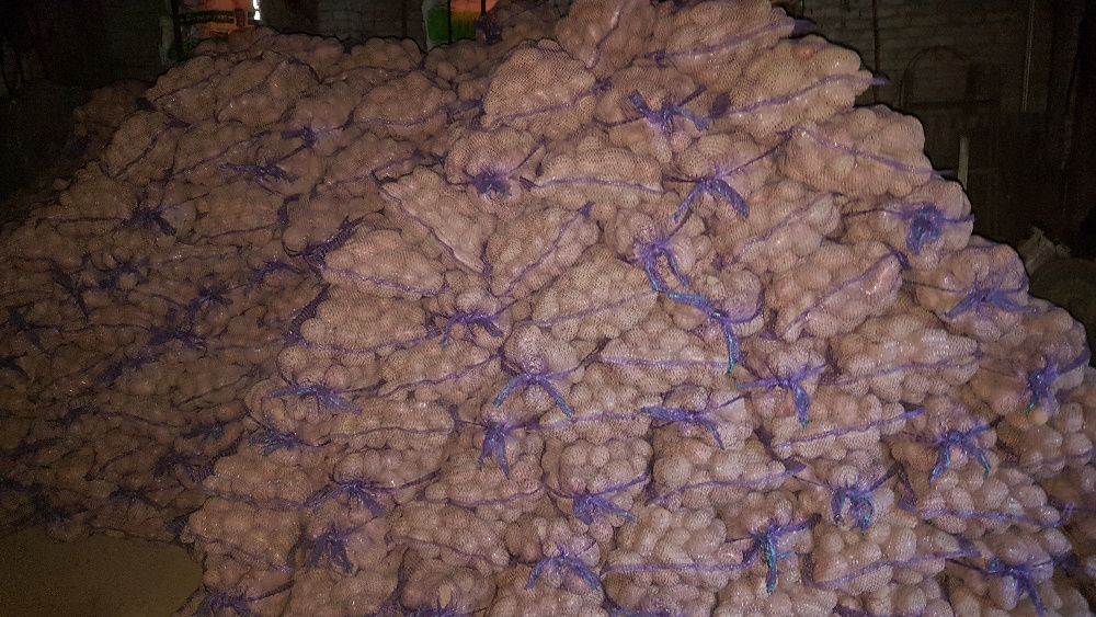 Ziemniaki jadalne Queen Anne, Satina, Esmee (czerwone) 15kg woreczki
