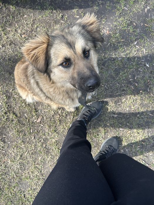 Oddam w dobre rece suczke