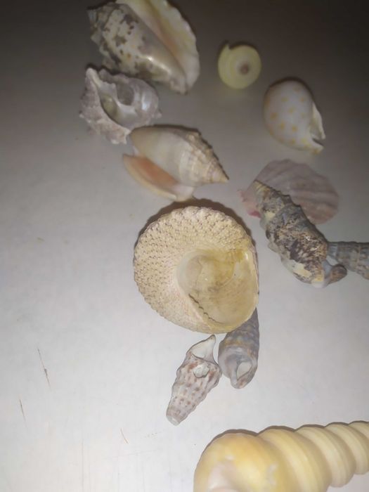 Ракушки морские для аквариума (конус и др), мушли.