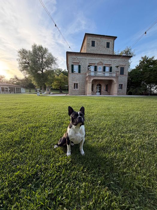 Boston Terrier reproduktor