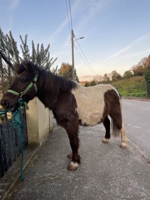 Ponei capado super mansinho