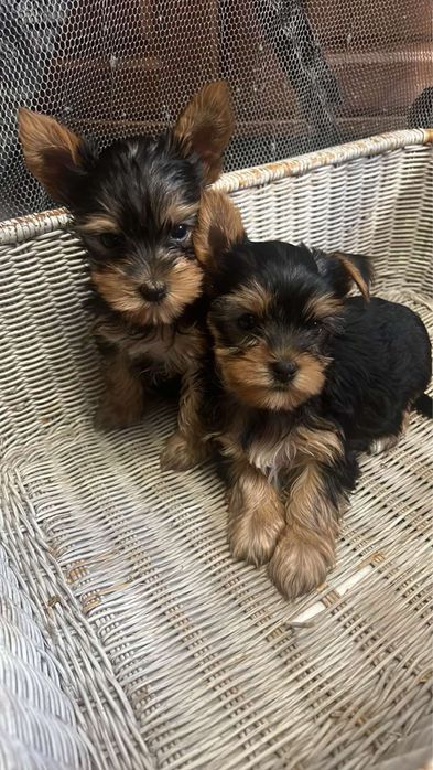 Продам шенків йорка є хлопчик та дівчинка