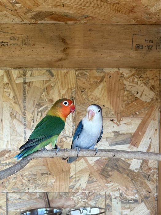 Agapornis Fischeris Machos