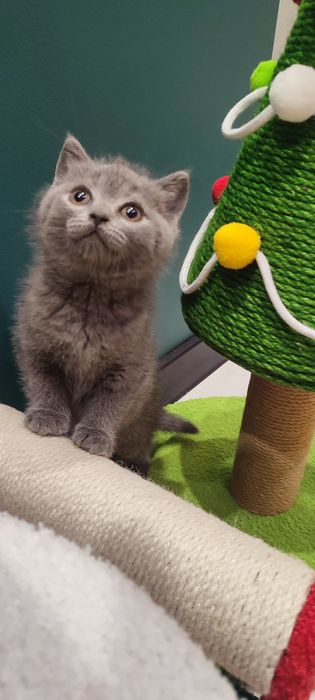 Kocur brytyjski niebieski