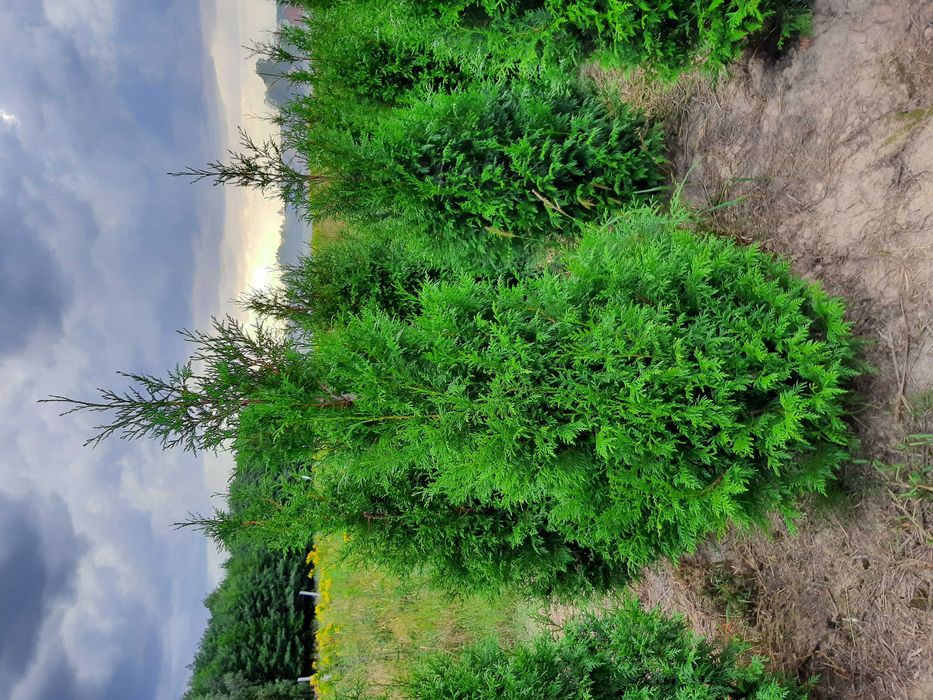 Tuja thuja brabant wys100cm-400cm formowana