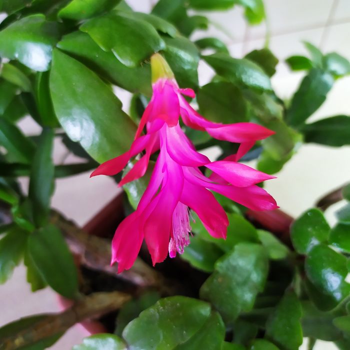 Різдвяник, або шлюмбергера, зігокактус