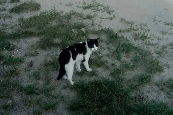 Загубилася кішка, Бровари, р-н Автошкола