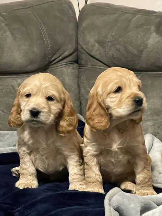 Продам Цуцики Спаніель