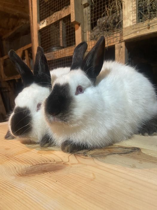 Каліфорнія 4 + міс