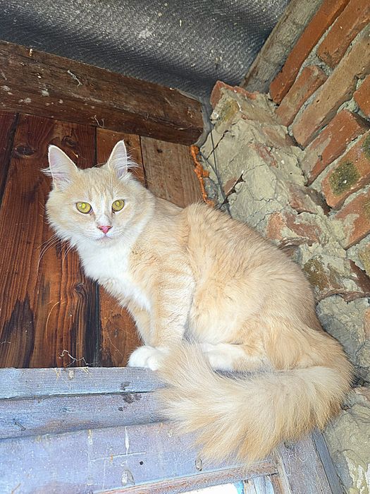 Молодий пухнастий котик