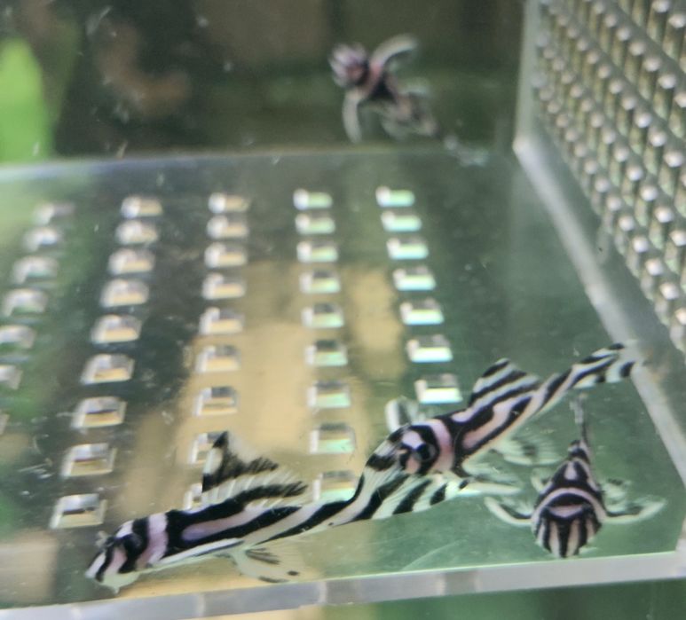 Zbrojnik zebra (Hypancistrus zebra)- L46  od 3 do 3.5cm.