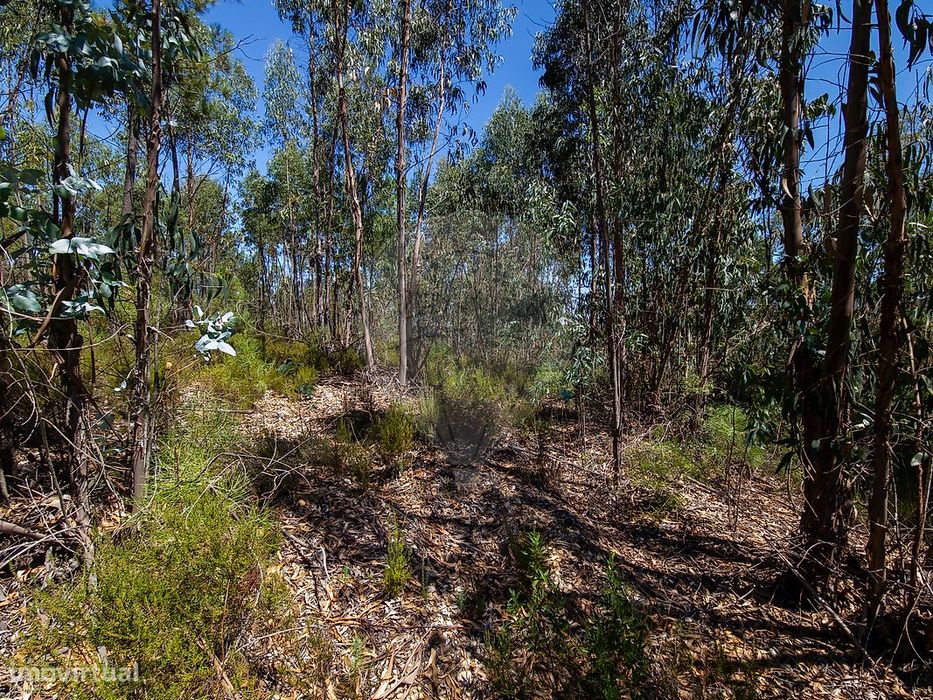 Terreno  para venda